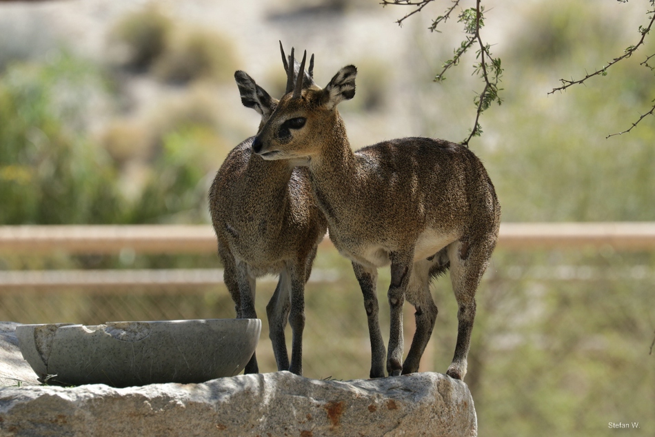 Klippspringer (Oreotragus oreotragus)
