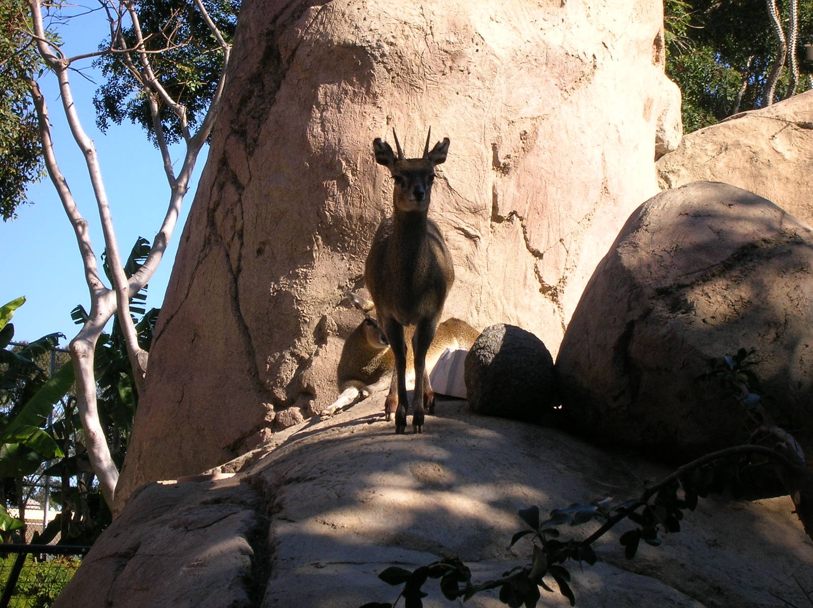 Klipspringer 1-28-09