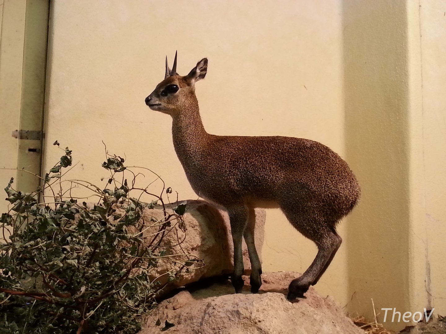 Klipspringer [2014]