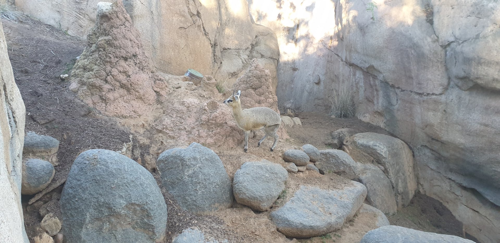 Klipspringer, Africa Rocks Kopje