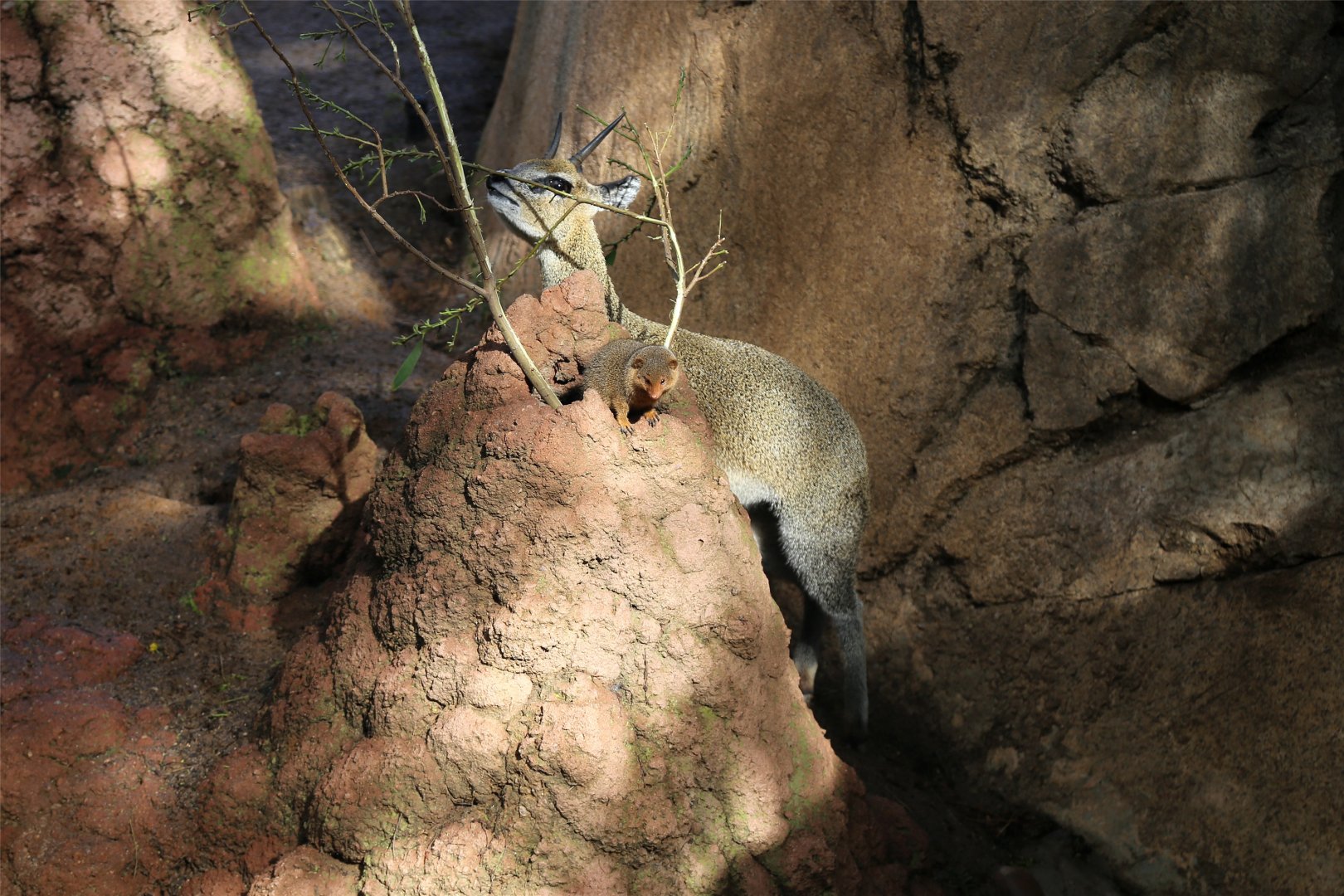 Klipspringer and Dwarf Mongoose