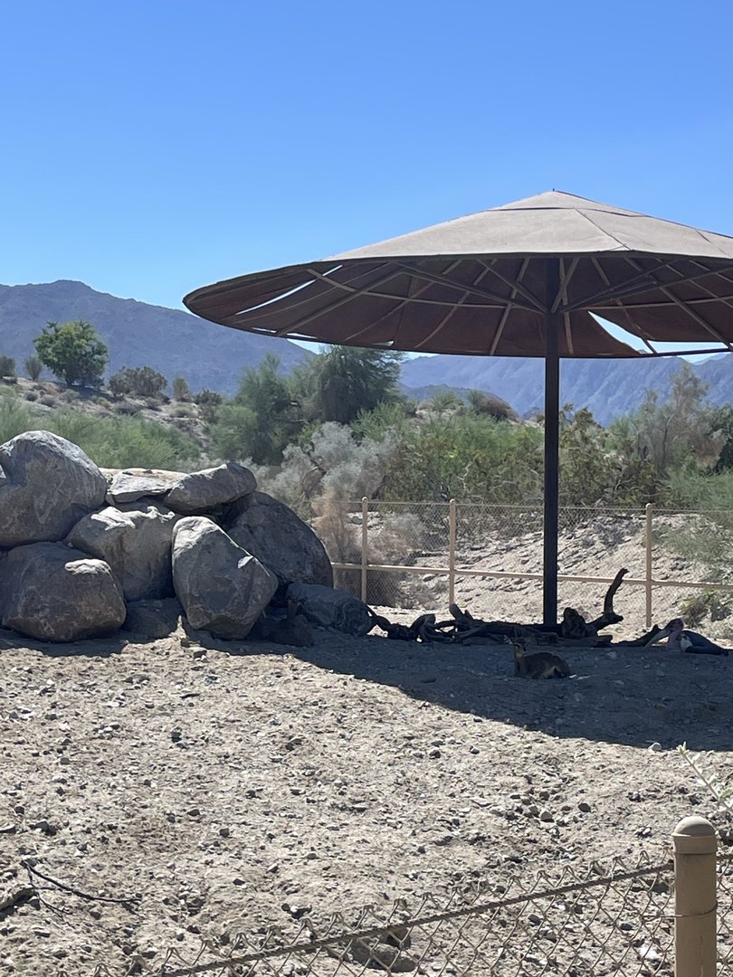 Klipspringer and Marabou Stork in the shade