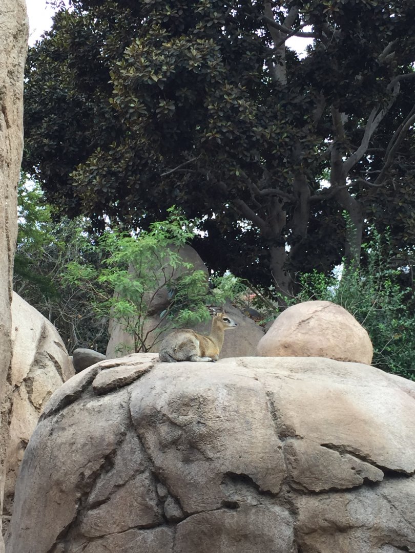 Klipspringer - August 2017