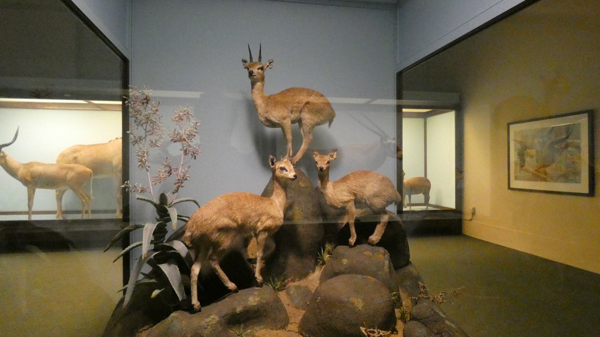 Klipspringer Display, What is an Animal - Feb. 2022