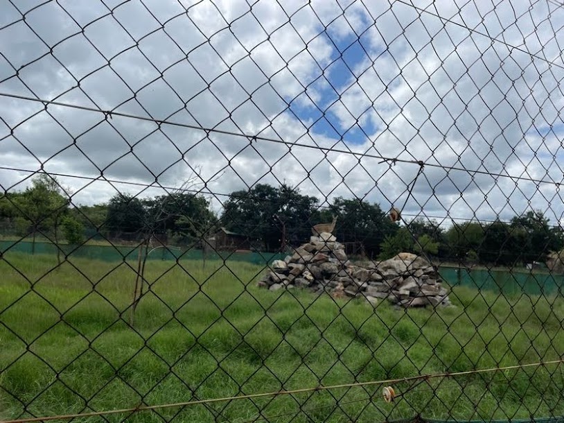 Klipspringer Enclosure (Oreotragus oreotragus)