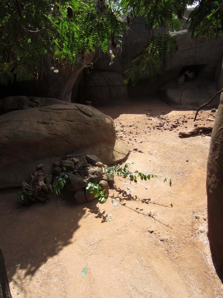 Klipspringer enclosure