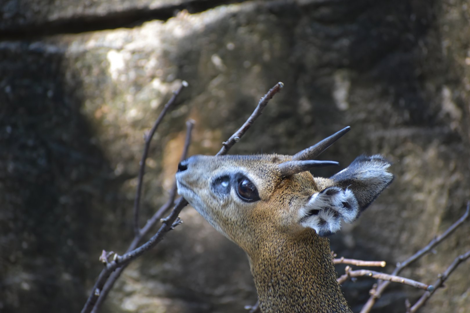 Klipspringer Enrichment