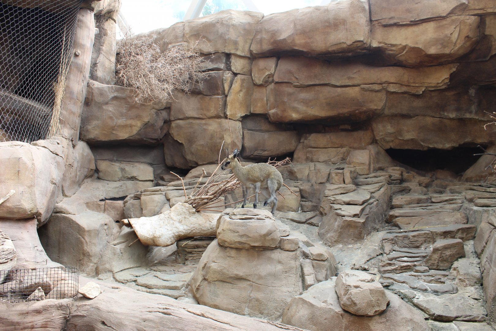 Klipspringer Exhibit - Desert Dome