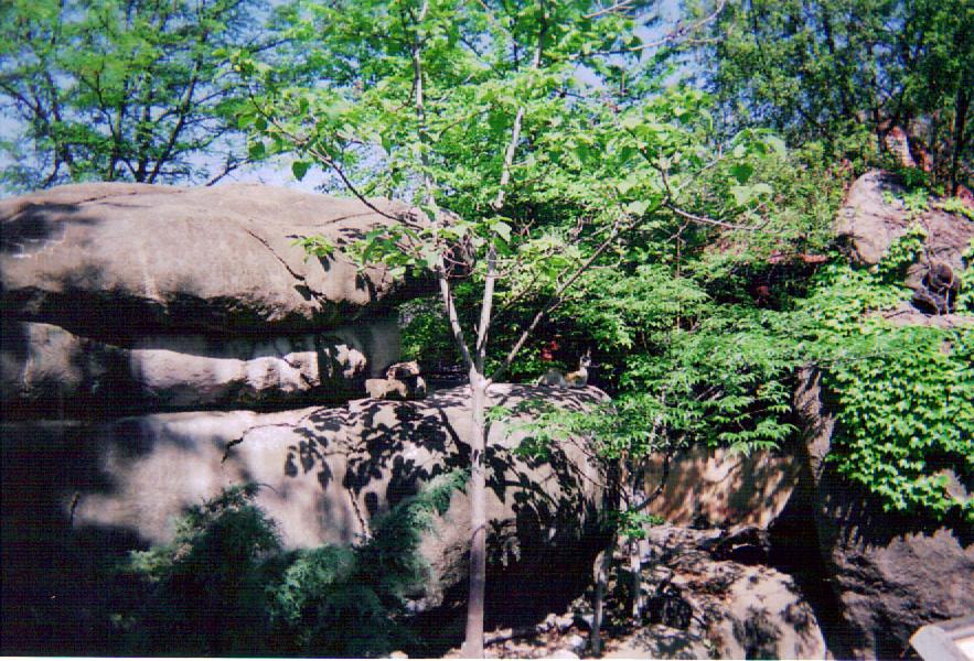 Klipspringer Exhibit in Cat Country