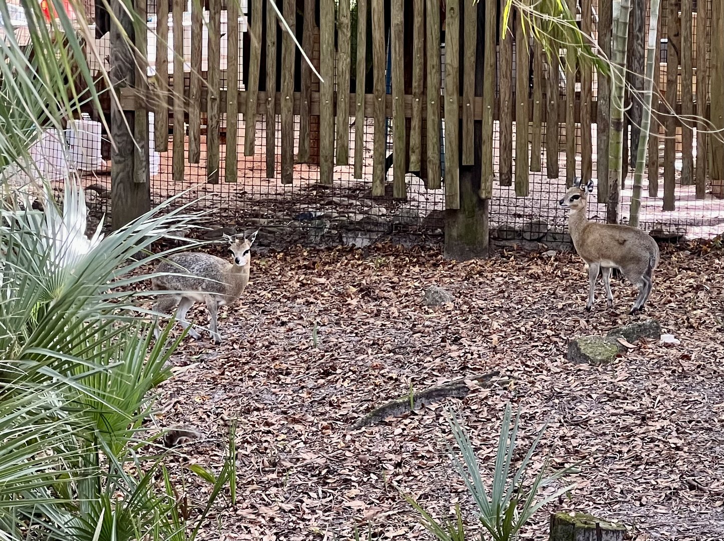 Klipspringer Exhibit