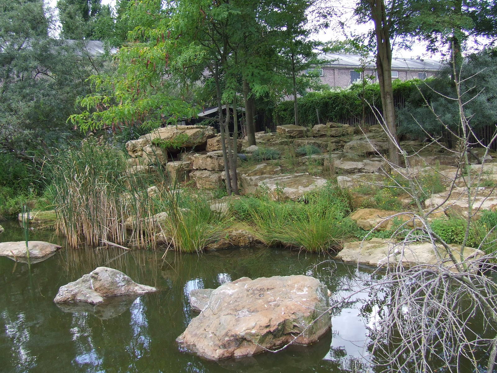 Klipspringer exhibit