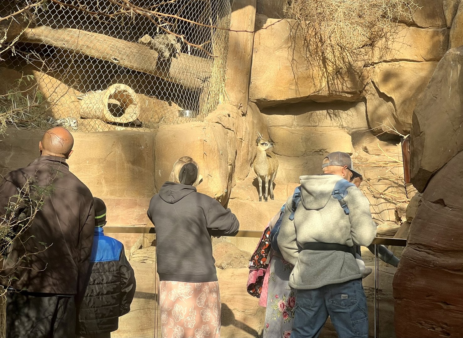 Klipspringer Exhibit