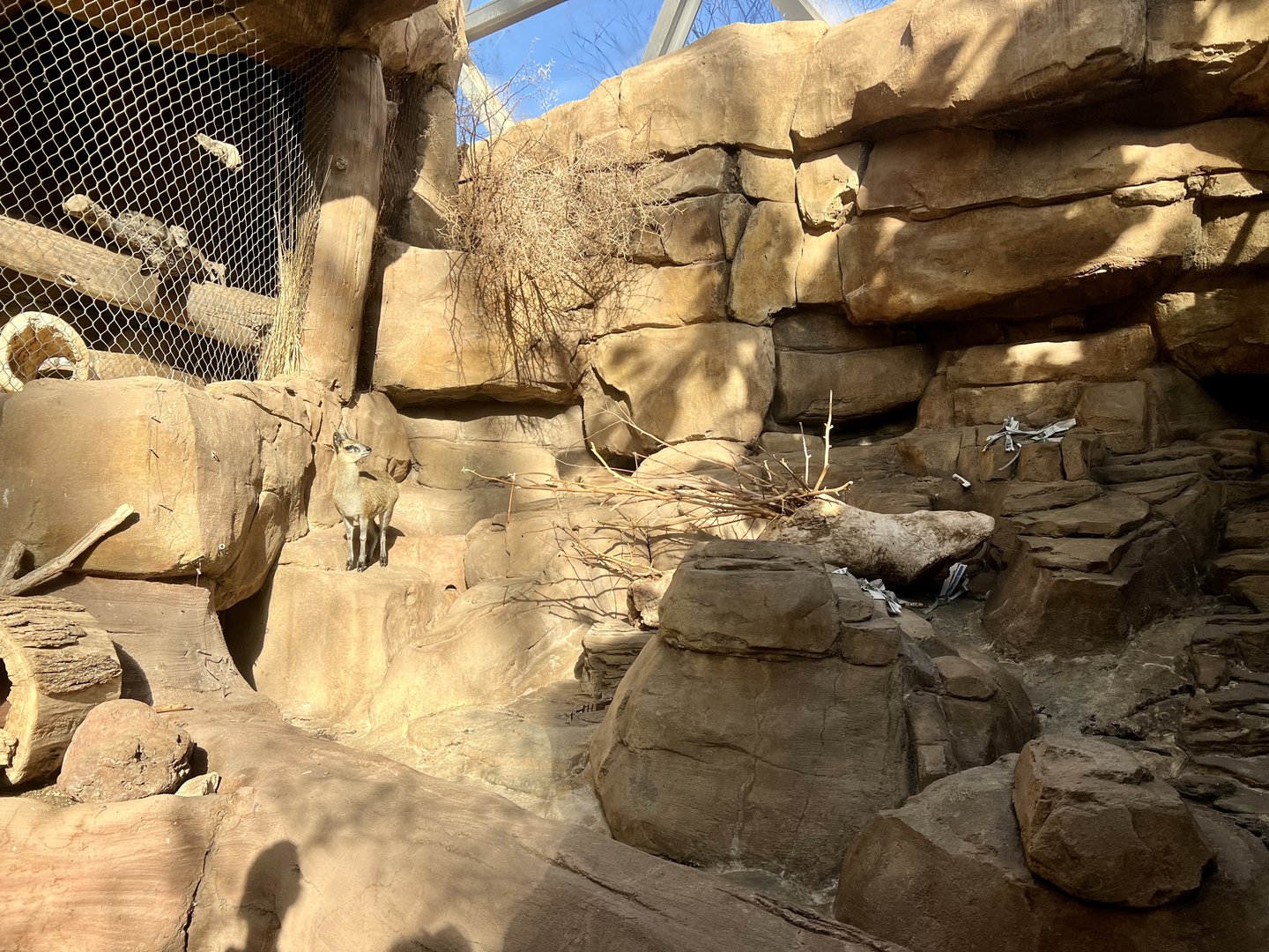 Klipspringer Exhibit