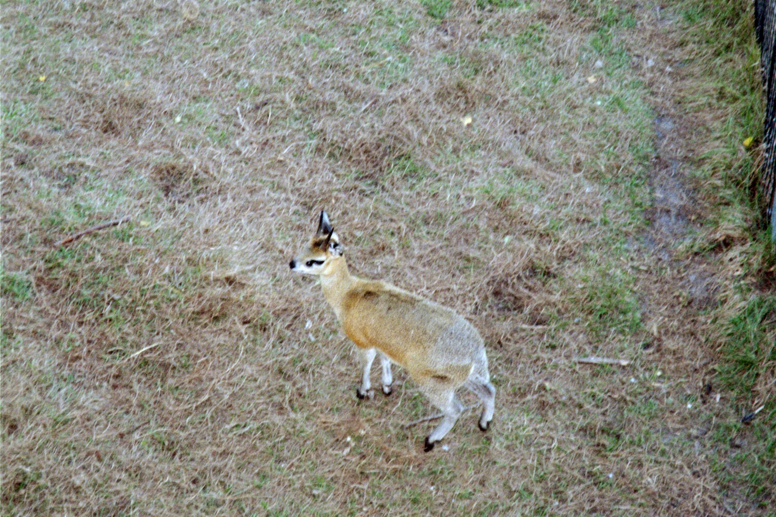 Klipspringer - Expedition Africa