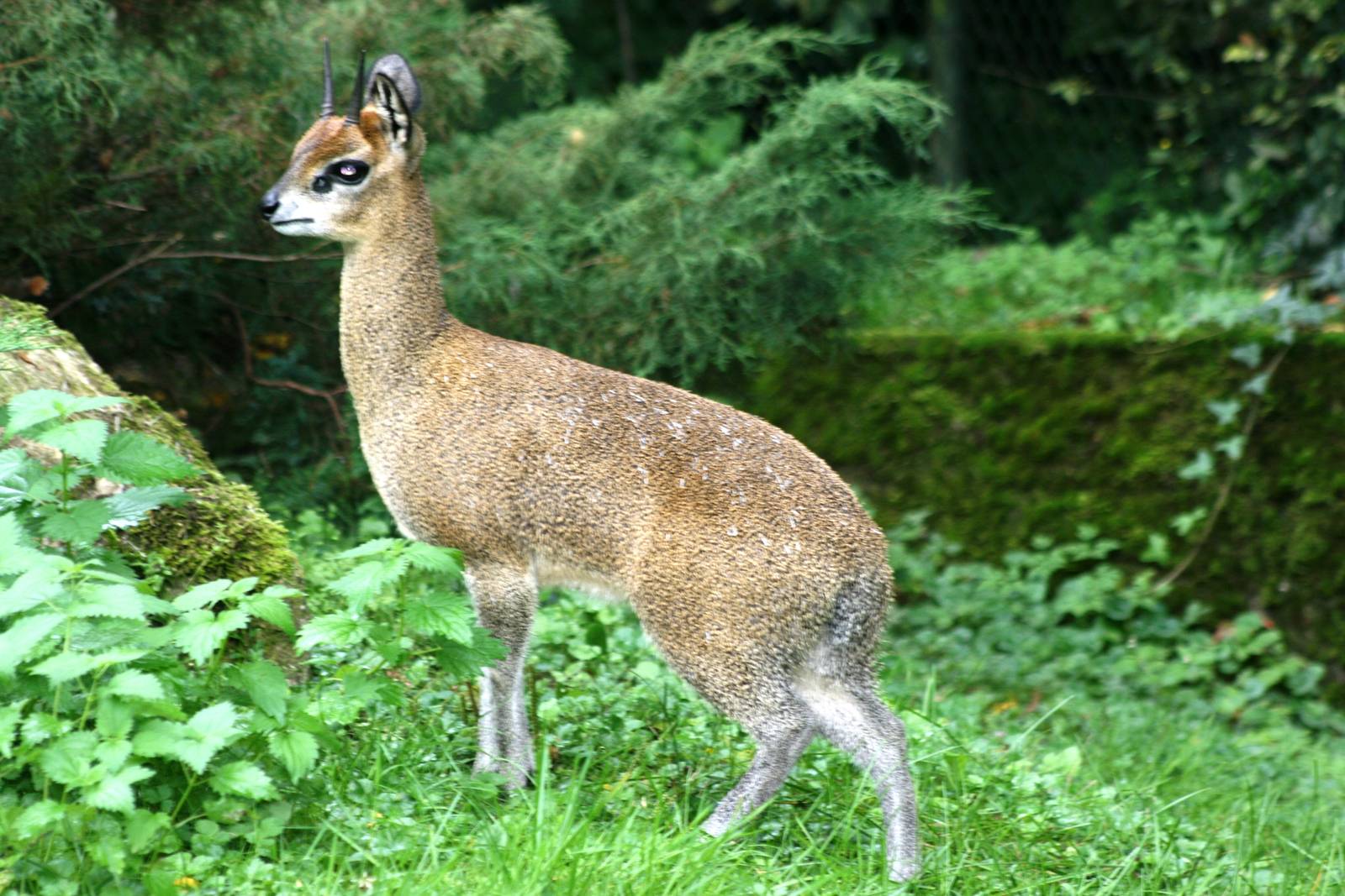 Klipspringer; Frankfurt; 9th September 2010