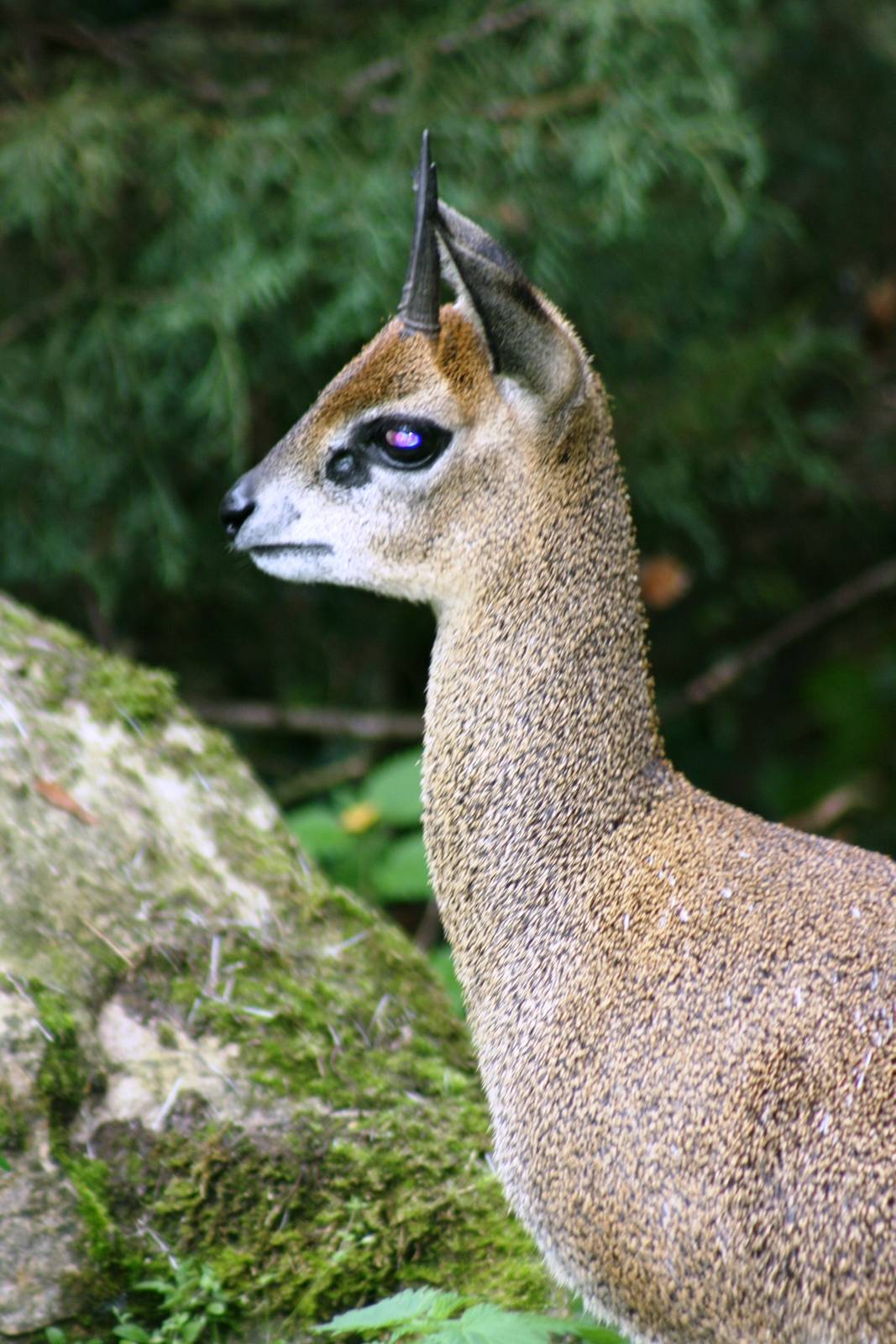 Klipspringer; Frankfurt; 9th September 2010