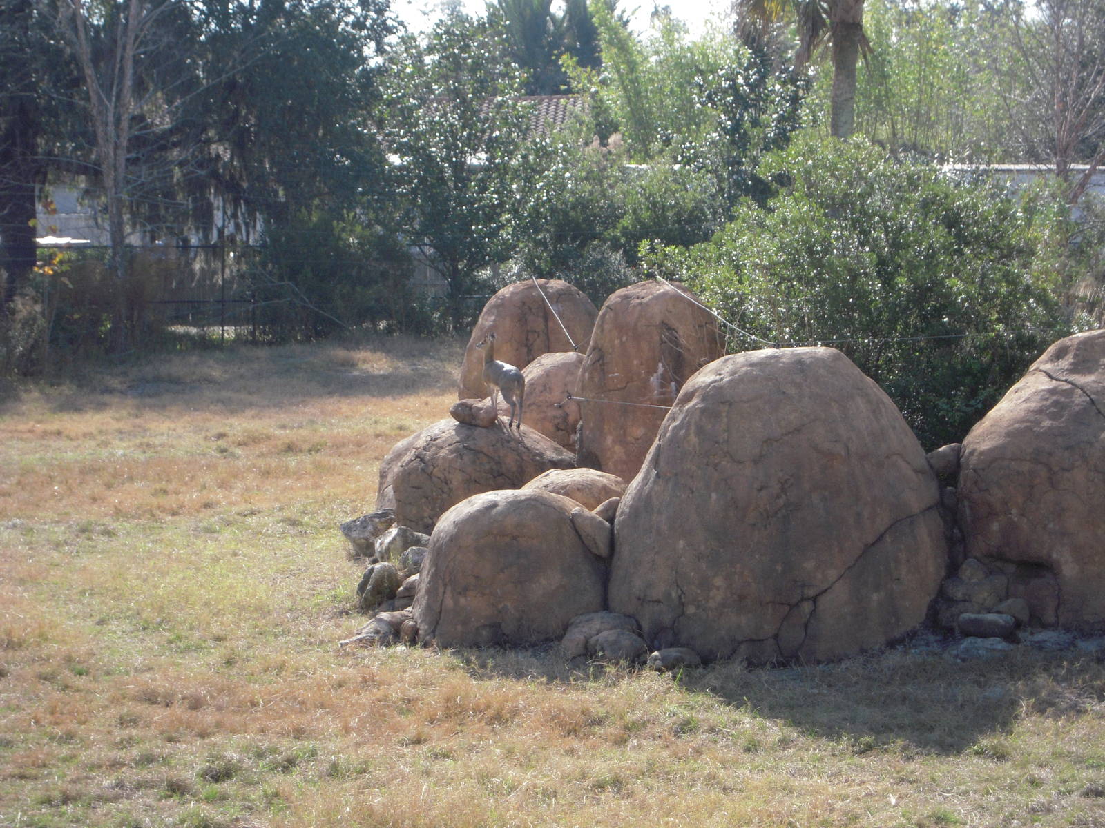 Klipspringer - Giraffe Yard