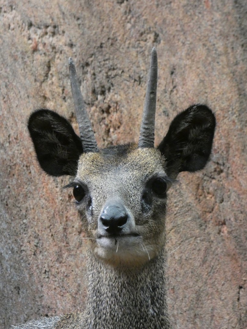 Klipspringer, Habitat Africa, The Savannah - Jun. 2021