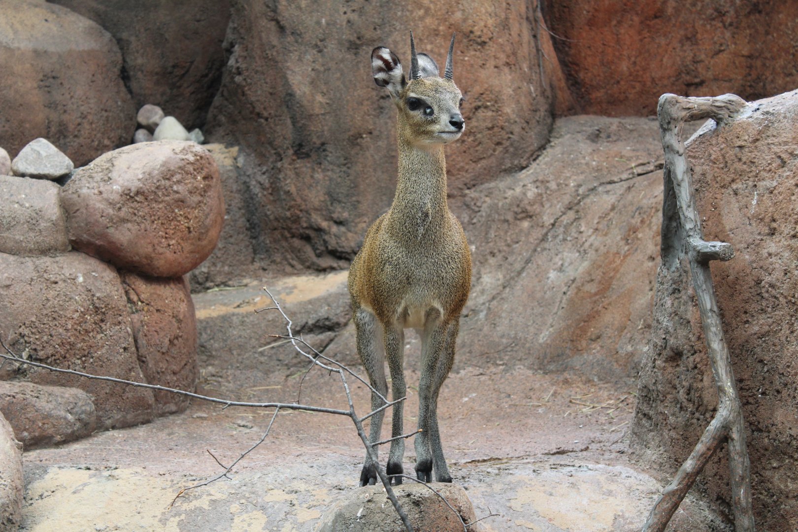 Klipspringer - Habitat Africa: The Savannah