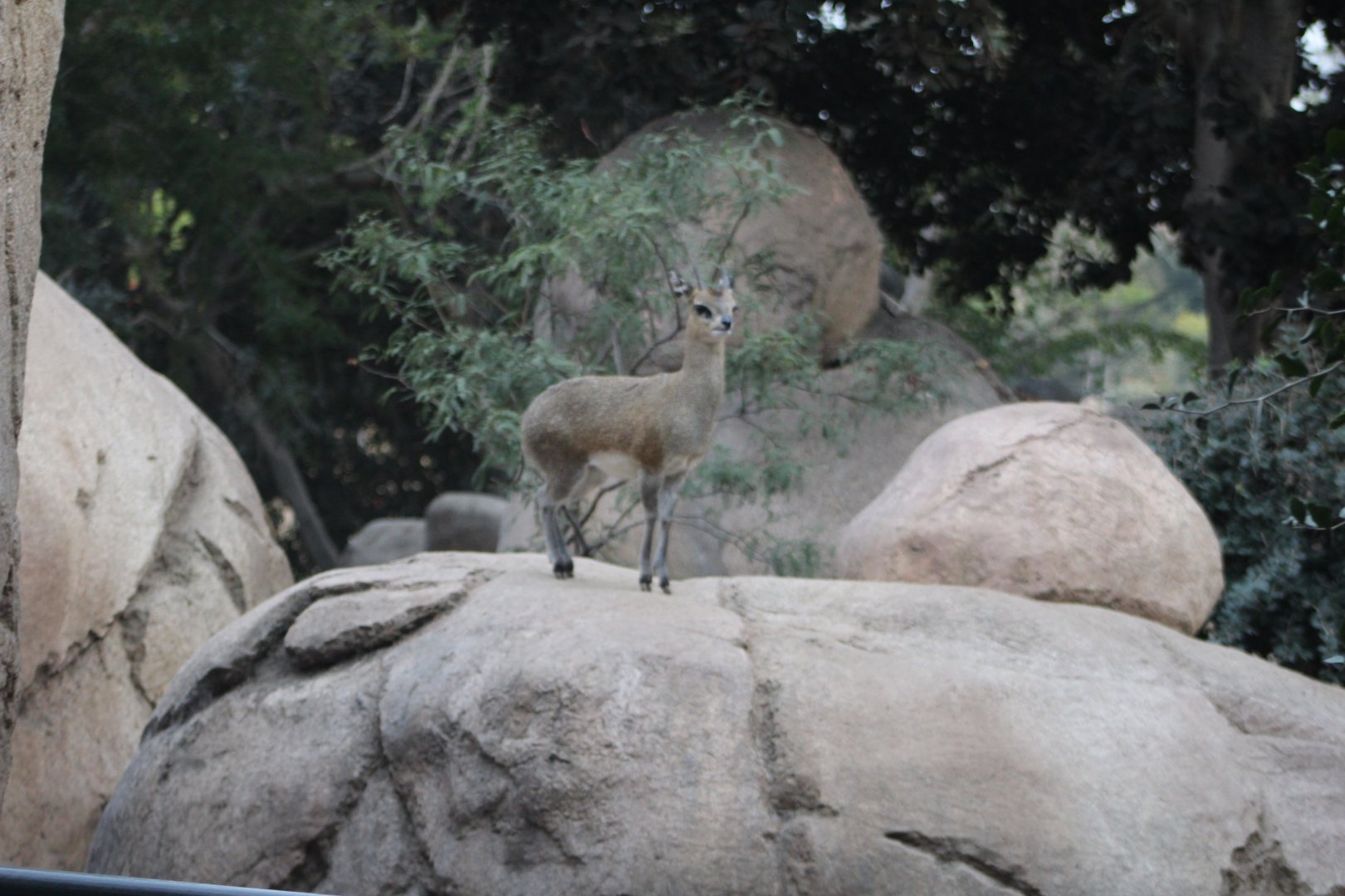Klipspringer in Kopje - Africa Rocks