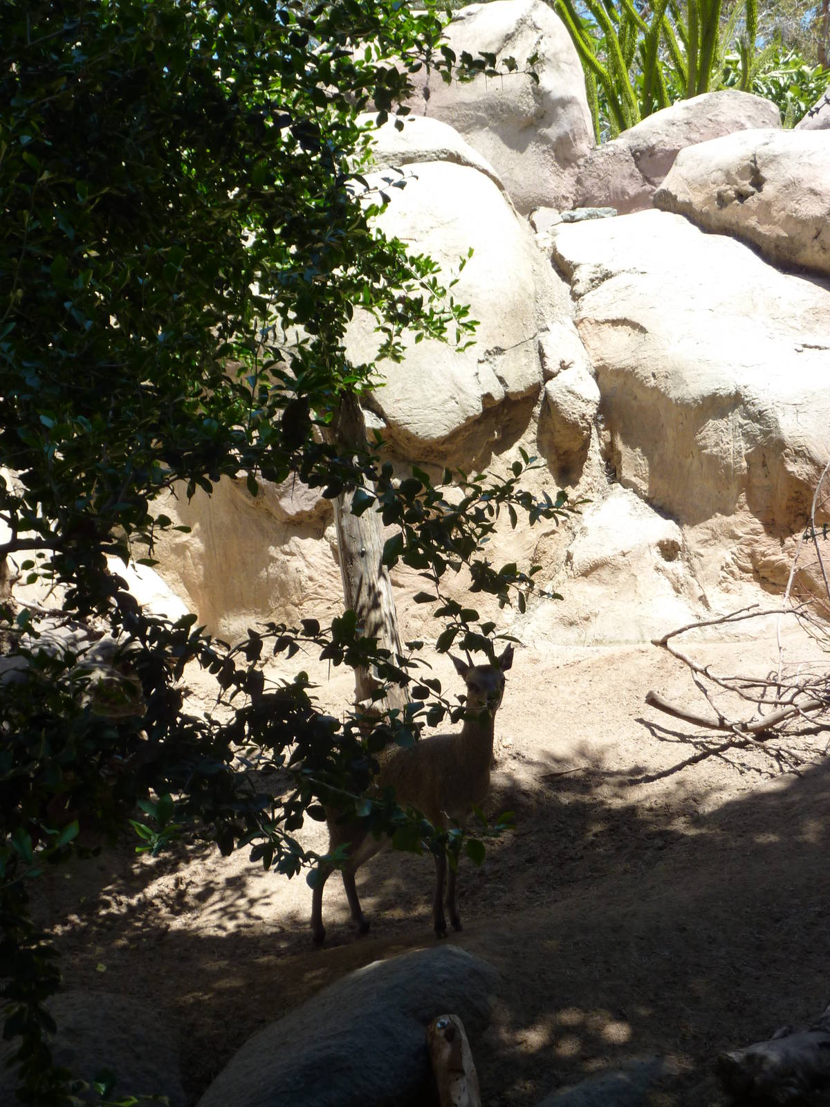 Klipspringer - Kopje in African Rocks