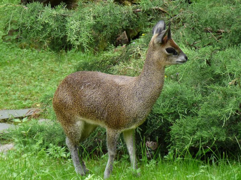 Klipspringer male