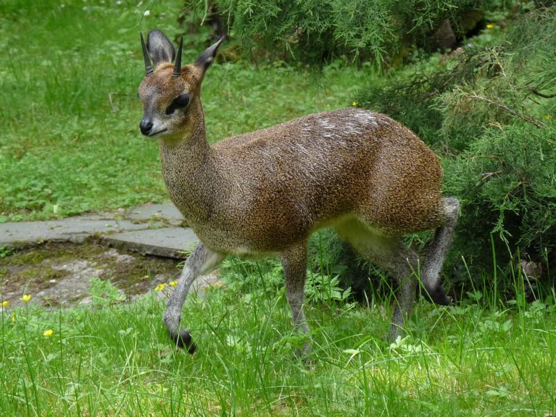 Klipspringer male