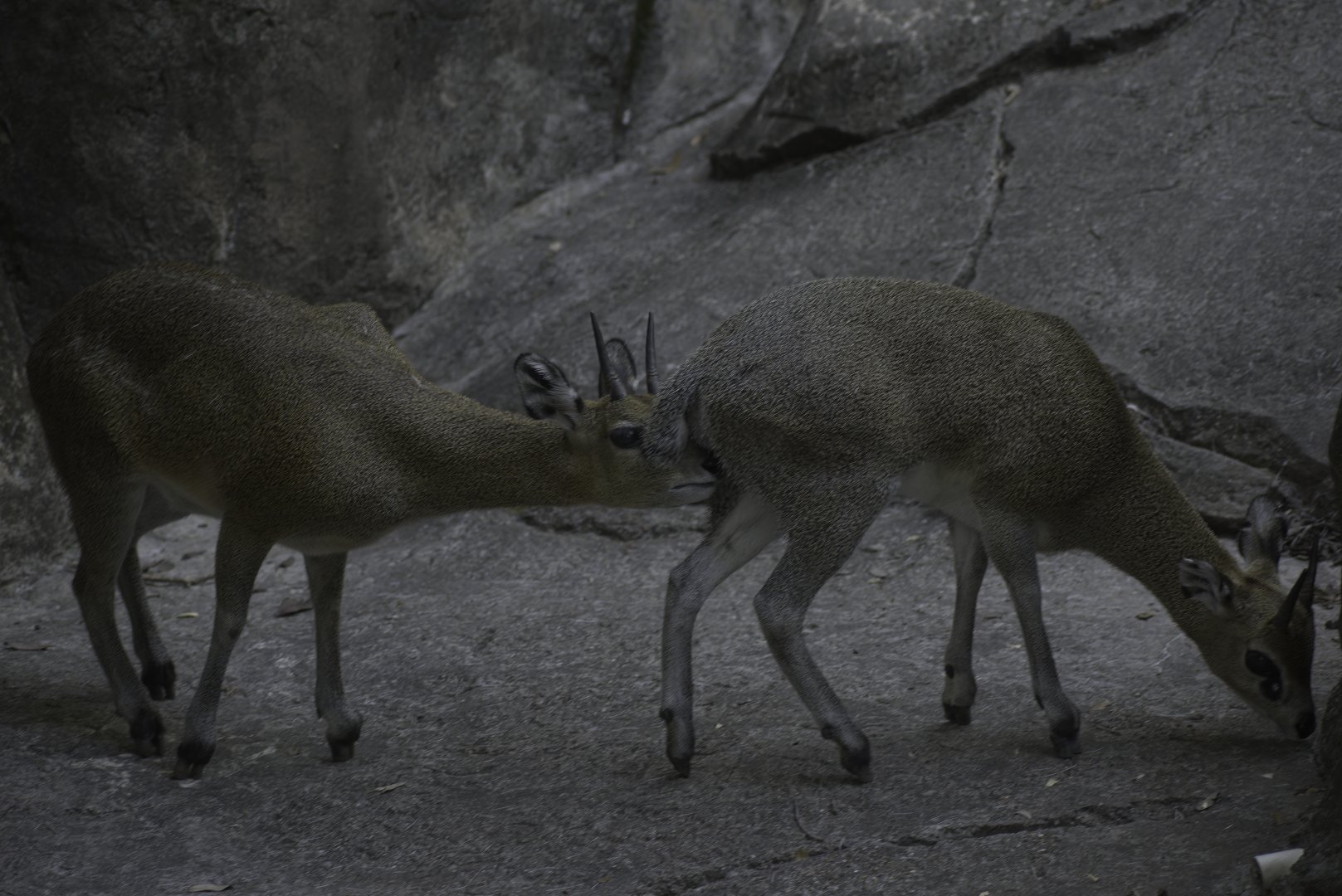 Klipspringer Meet Up