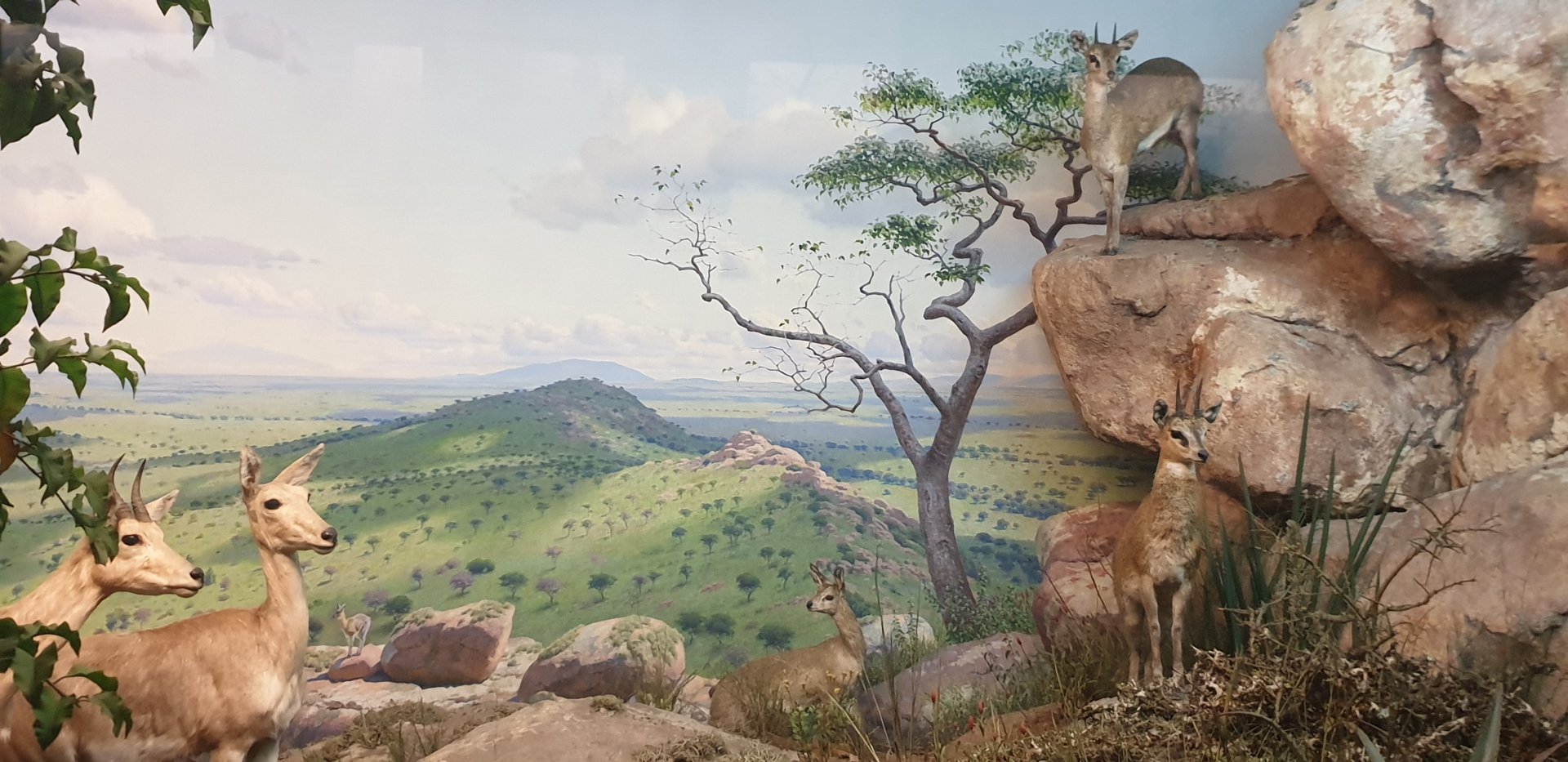 Klipspringer & Mountain reedbuck & Olive Baboon