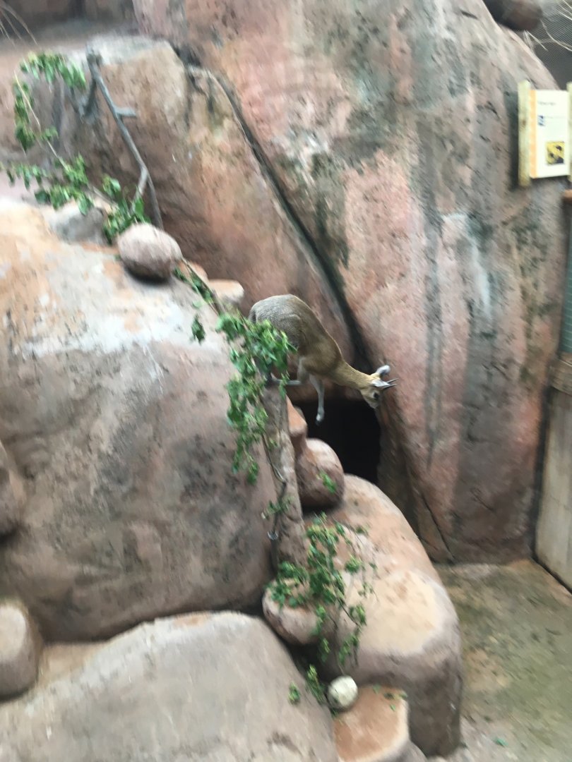 Klipspringer On The Move | Brookfield Zoo