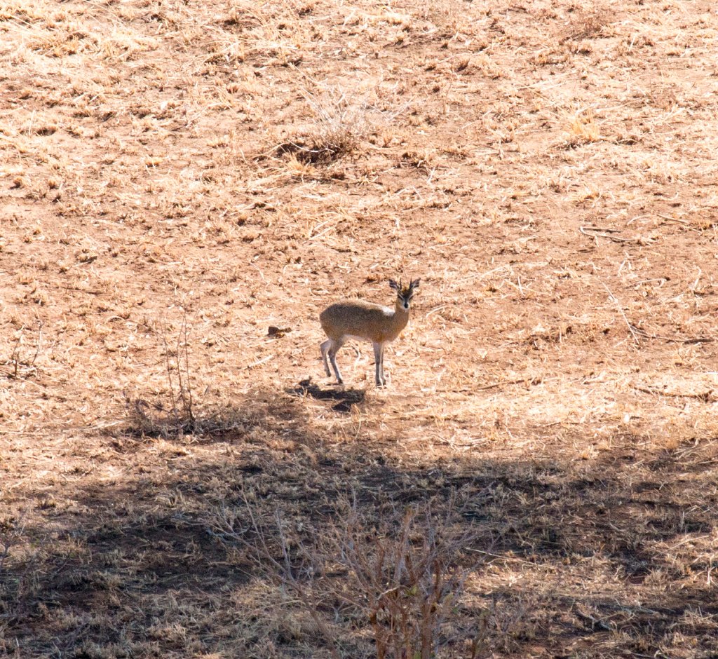 Klipspringer on the plain below