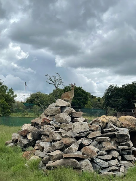 Klipspringer (Oreotragus oreotragus)