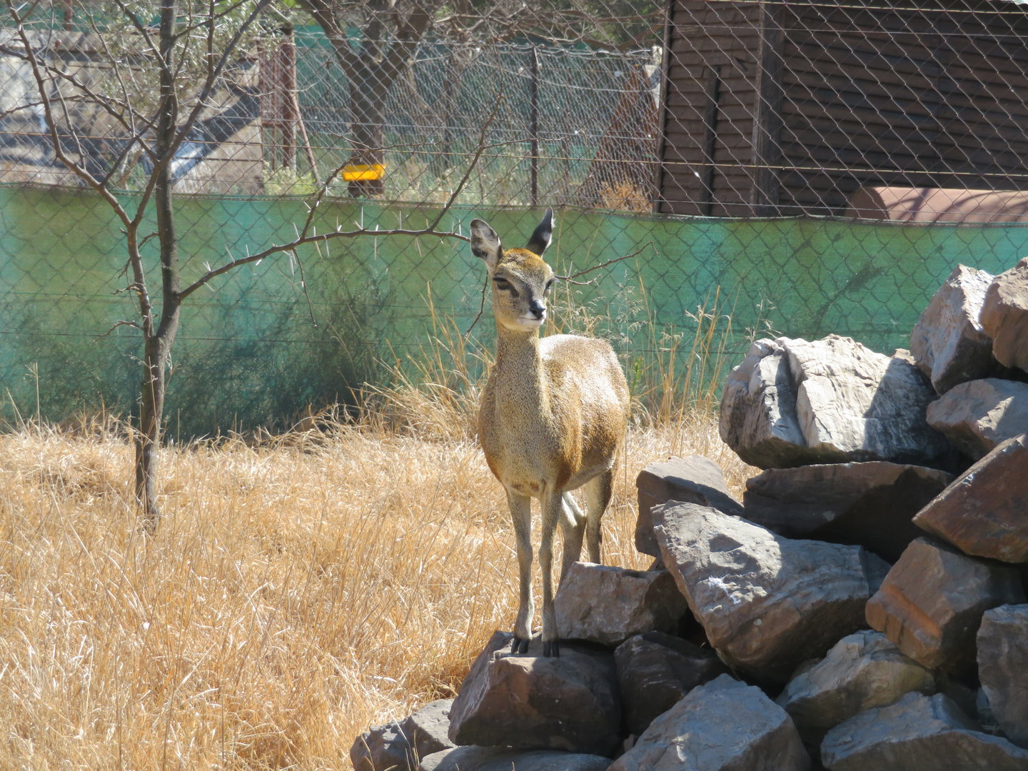 Klipspringer (Oreotragus oreotragus)