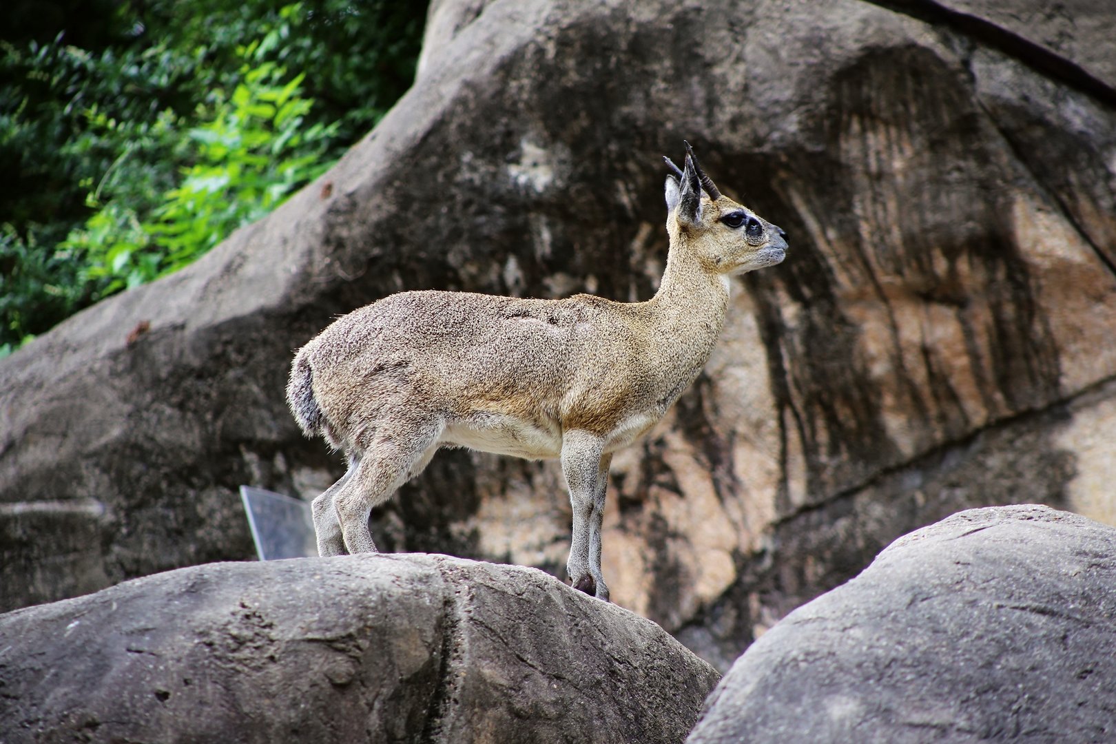 Klipspringer (Oreotragus oreotragus)
