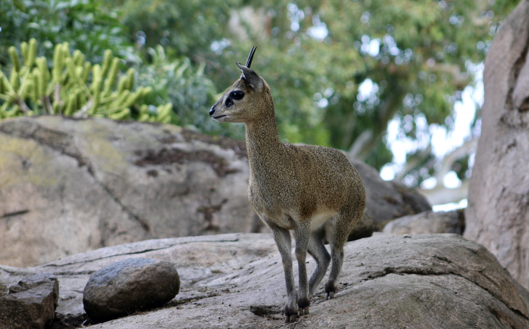 Klipspringer (Oreotragus oreotragus)