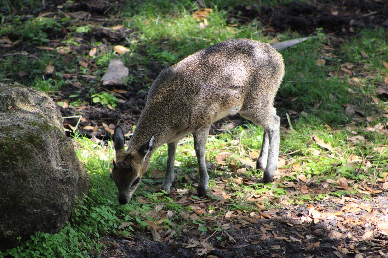 Klipspringer (Oreotragus oreotragus)