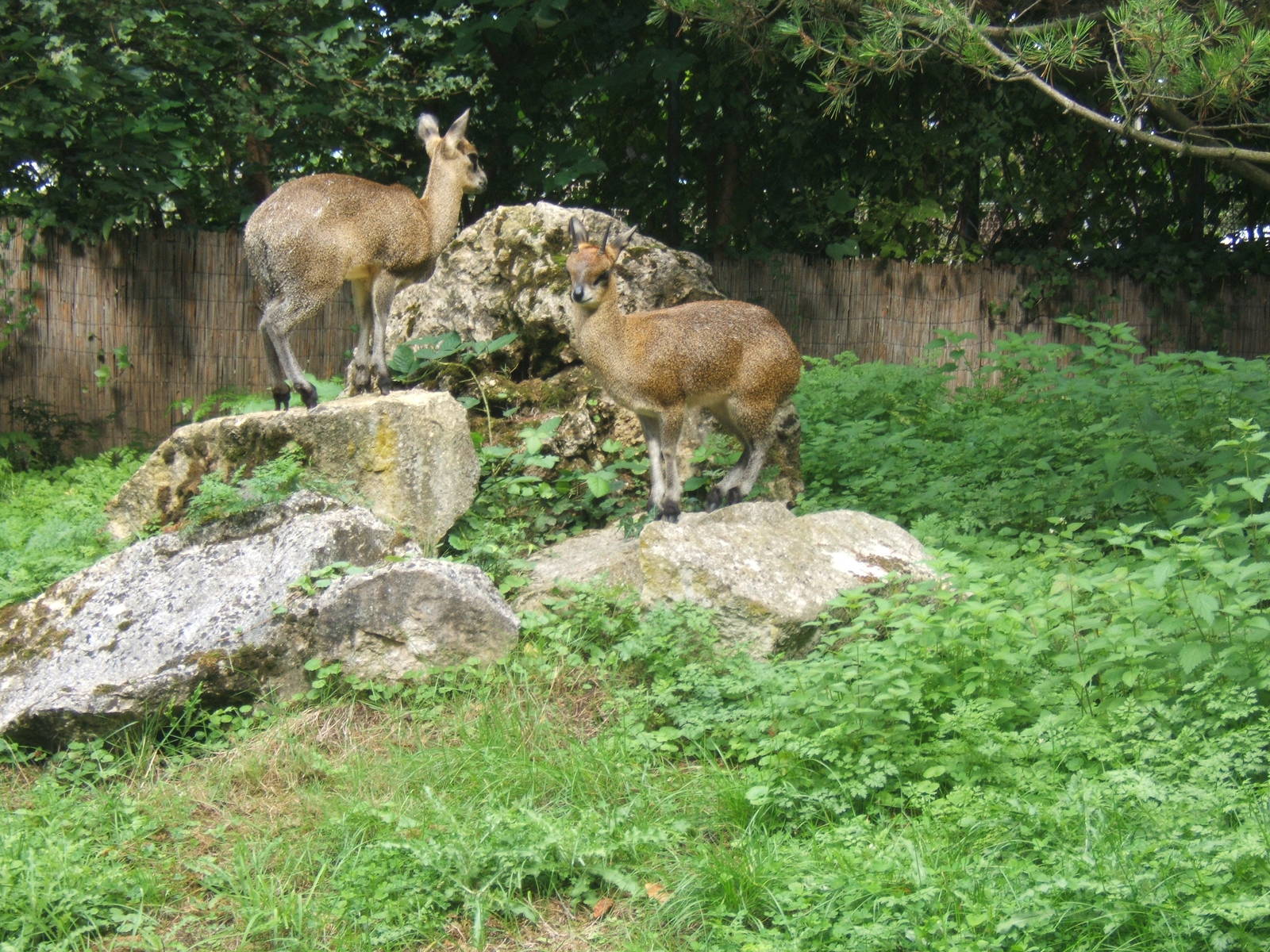 Klipspringer`s