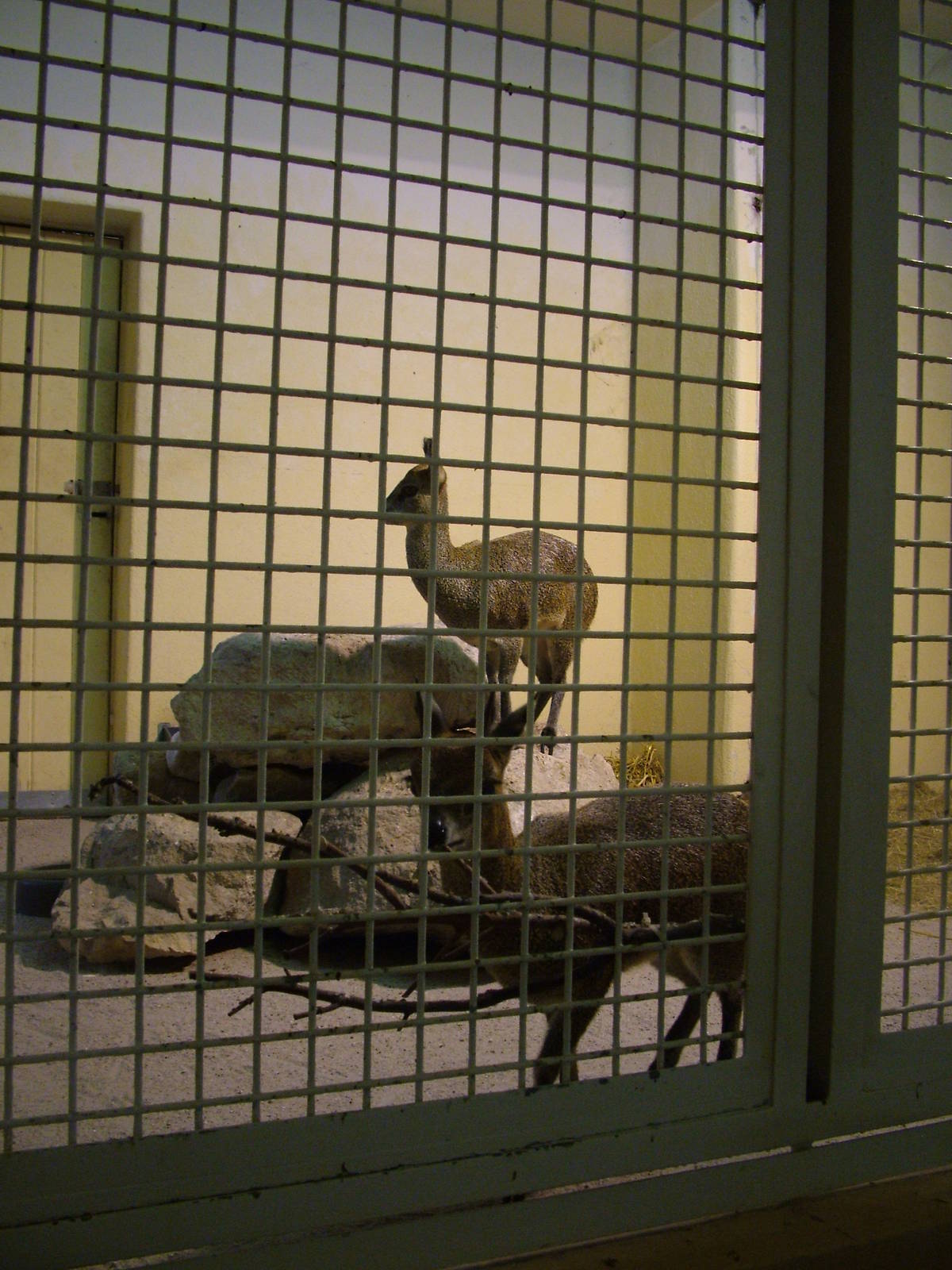 Klipspringer Stalls at Frankfurt 31/08/10