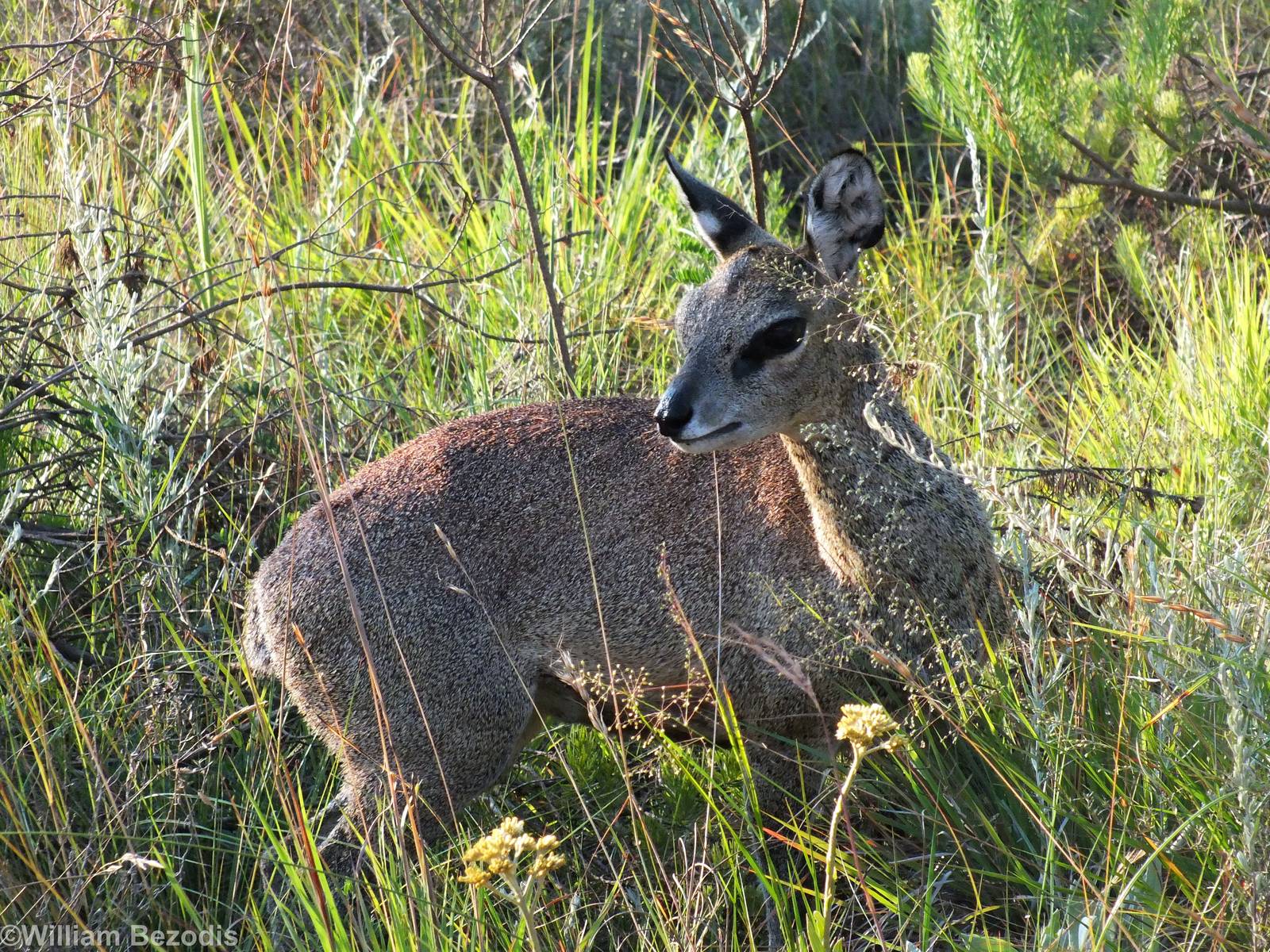 Klipspringer - (Sub)species ID?