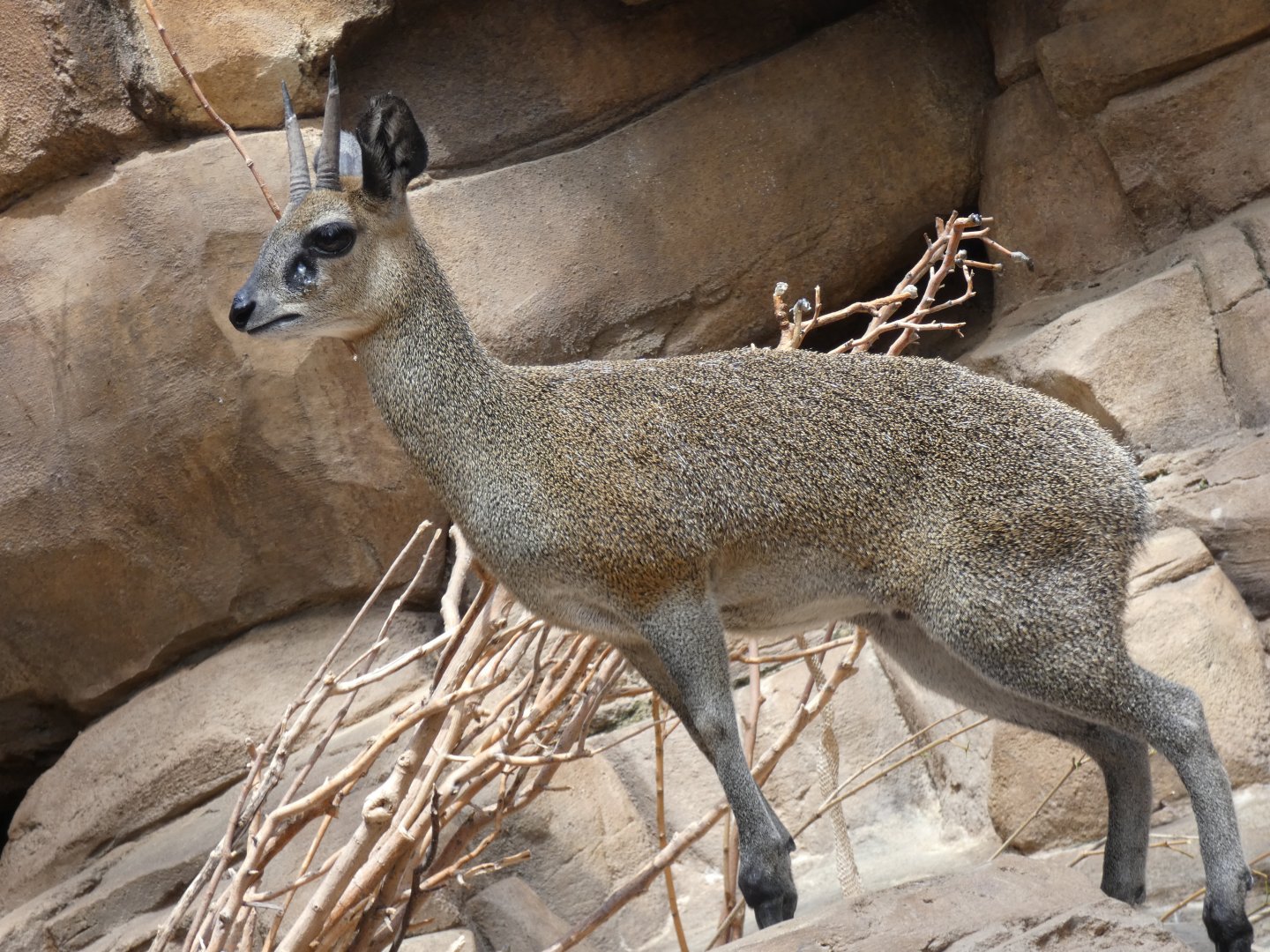 Klipspringer, The Namib Desert, Desert Dome - Jun. 2021