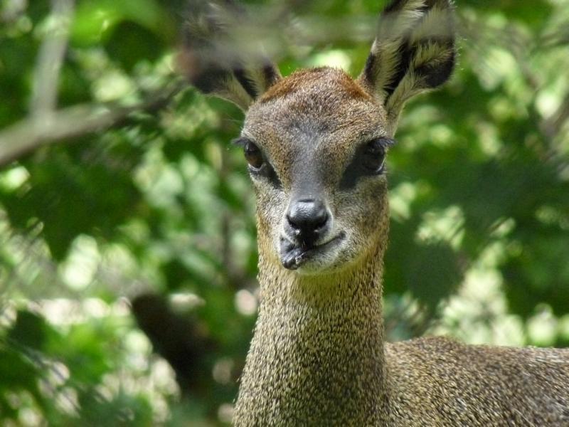 Klipspringer