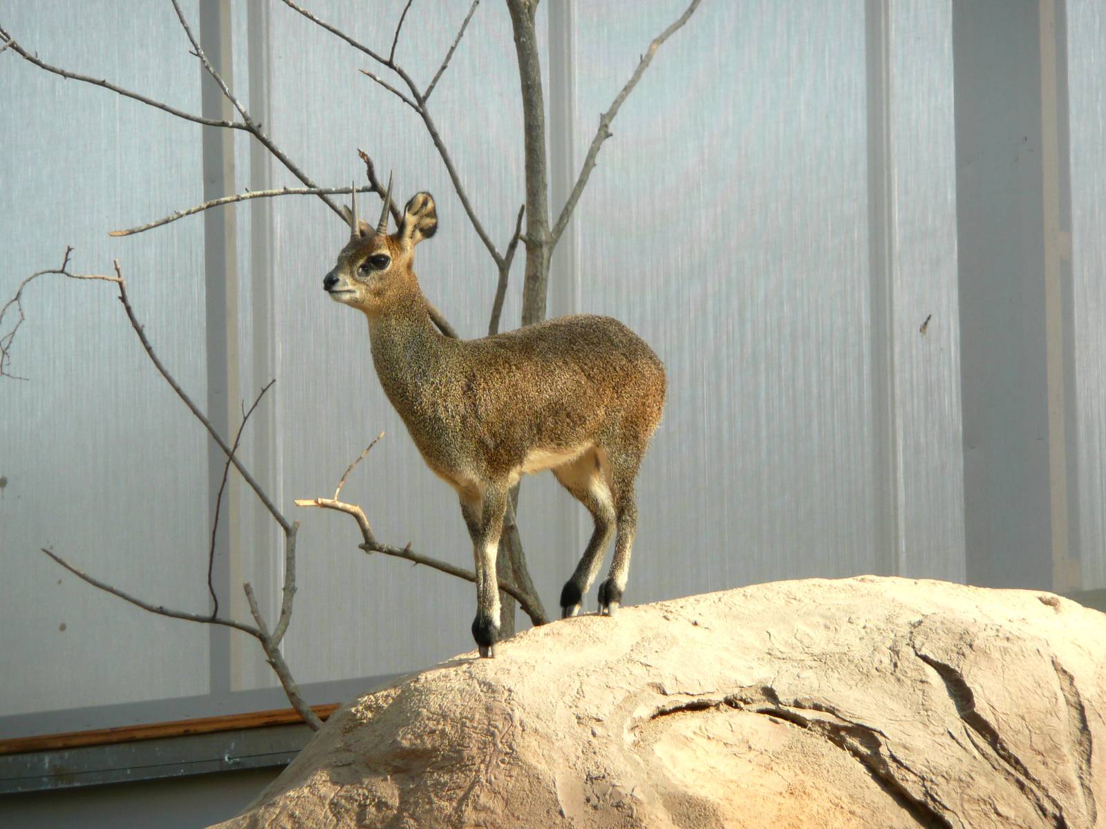 Klipspringer