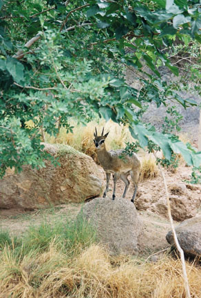 klipspringer