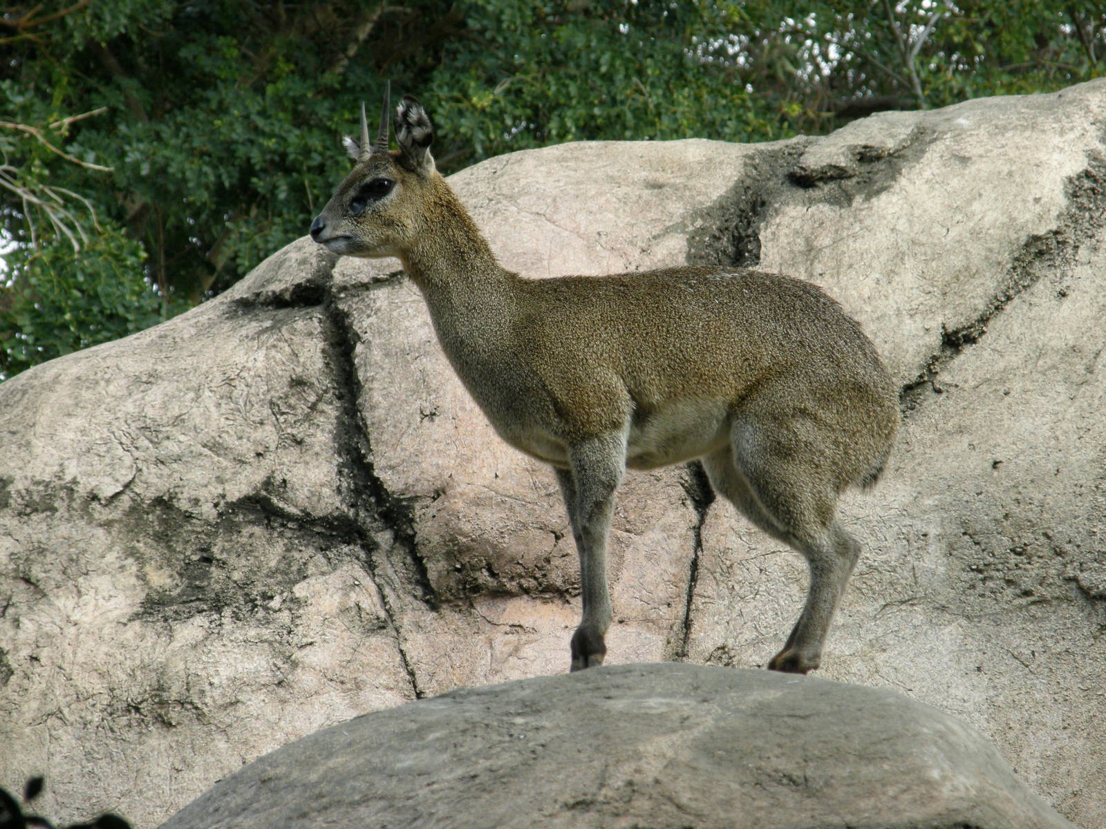 klipspringer