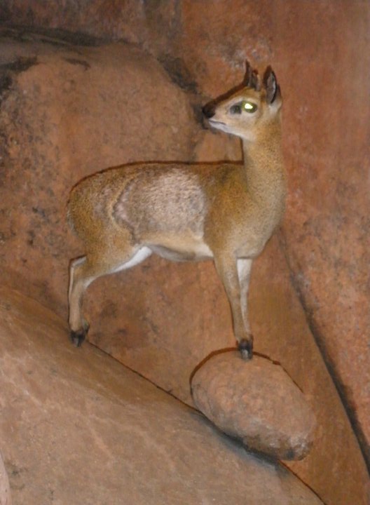 Klipspringer