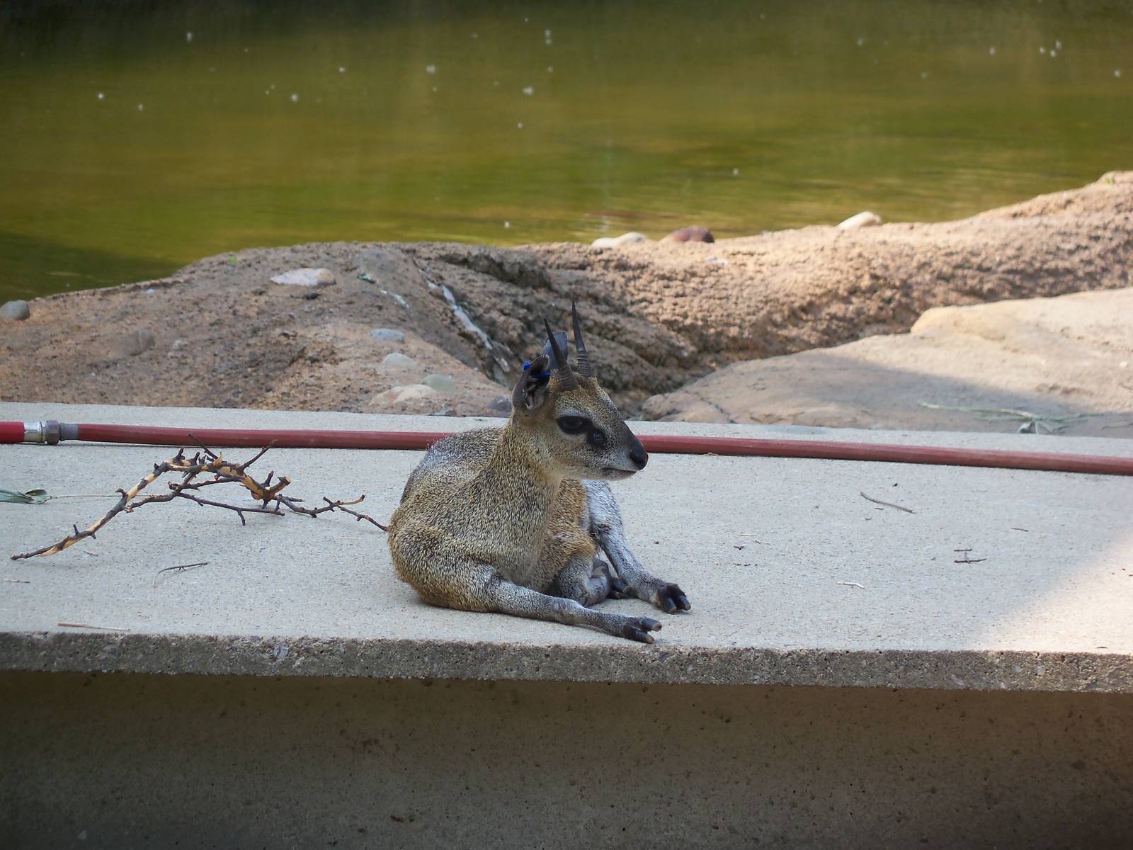 Klipspringer