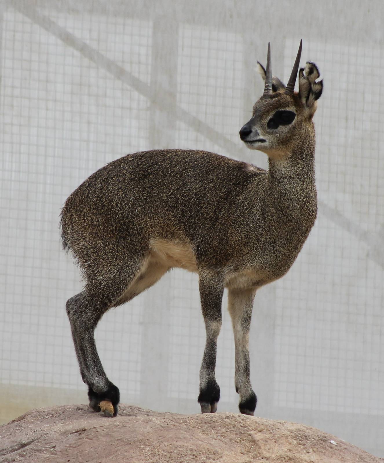 Klipspringer