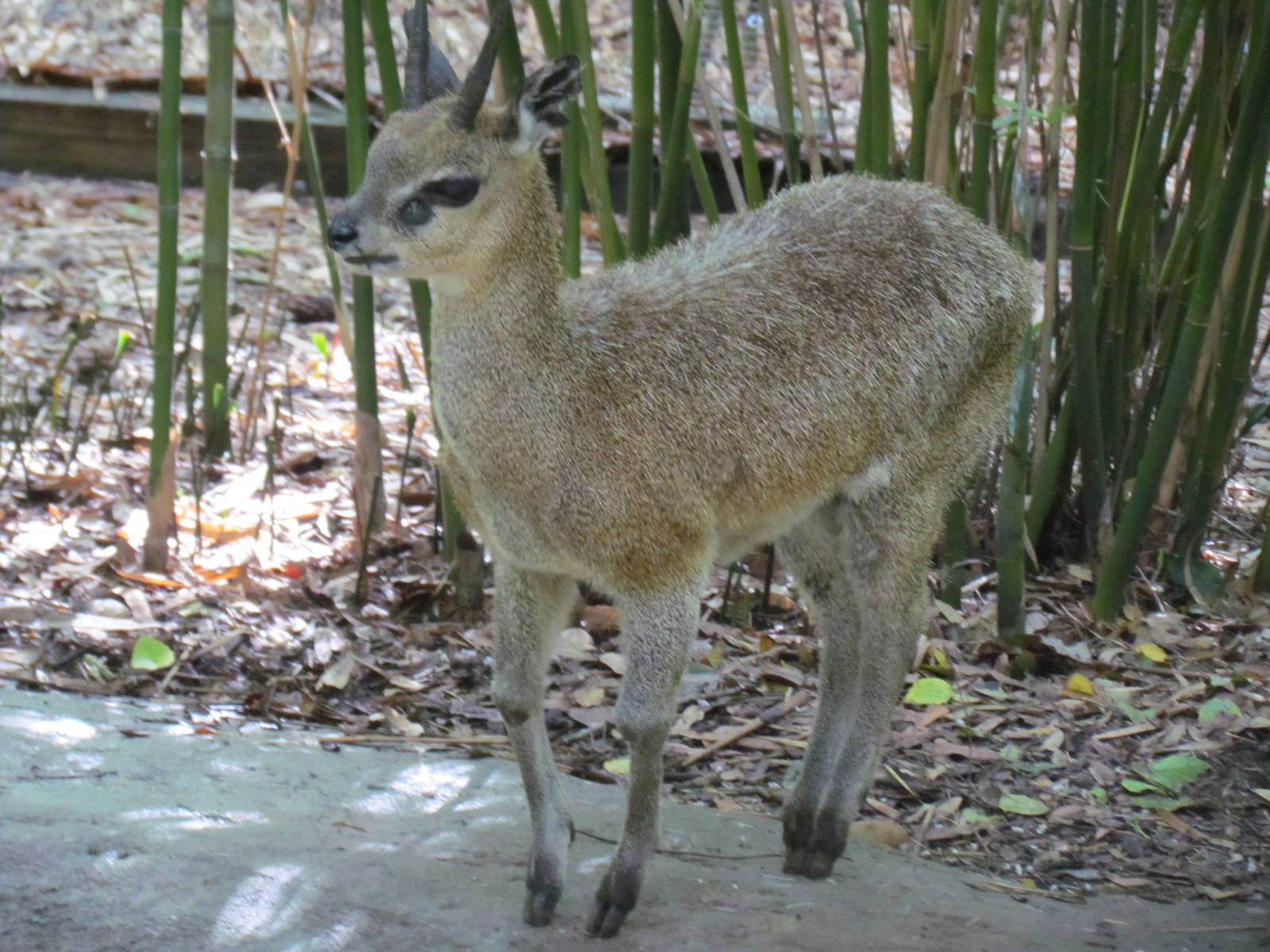 Klipspringer