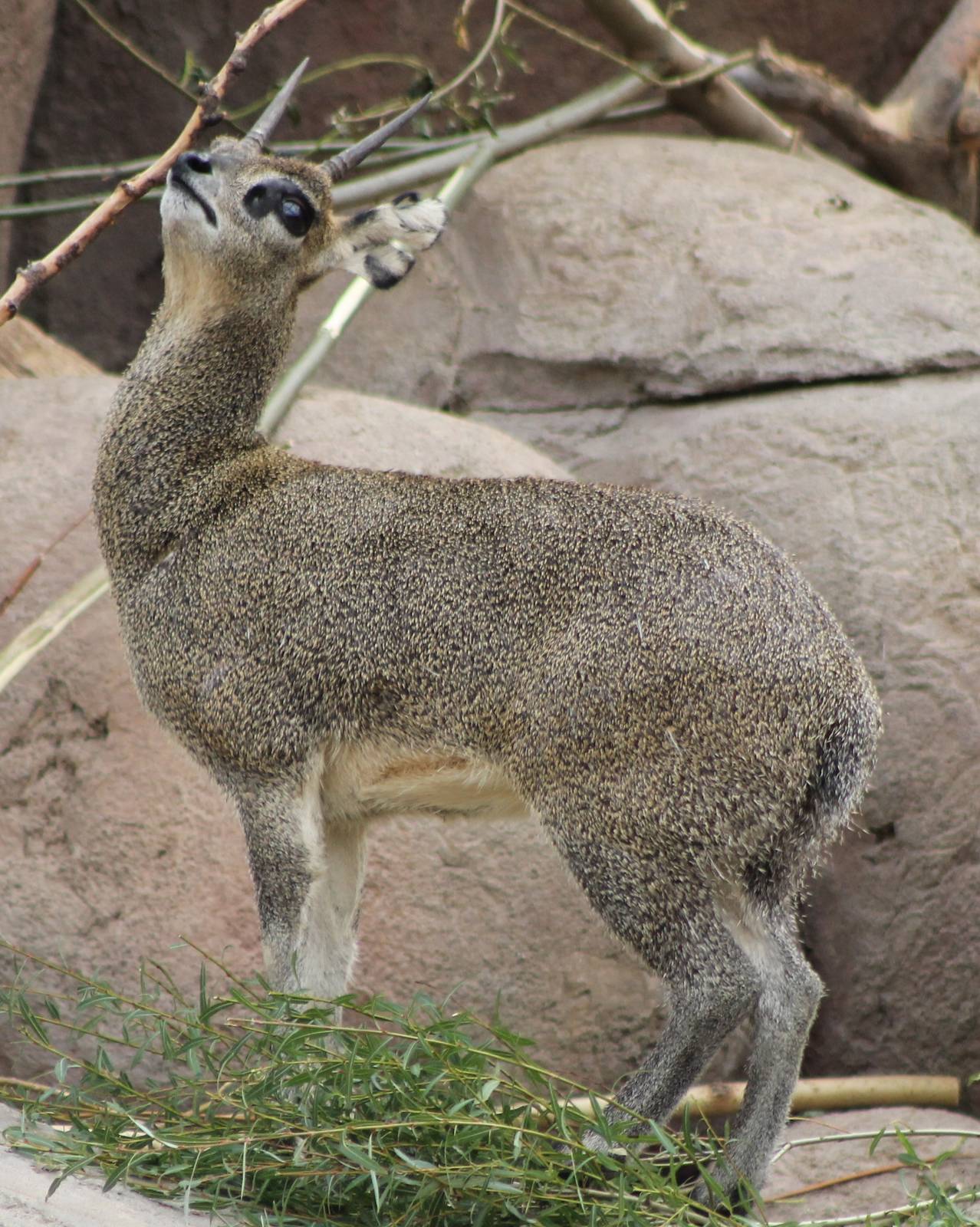 Klipspringer