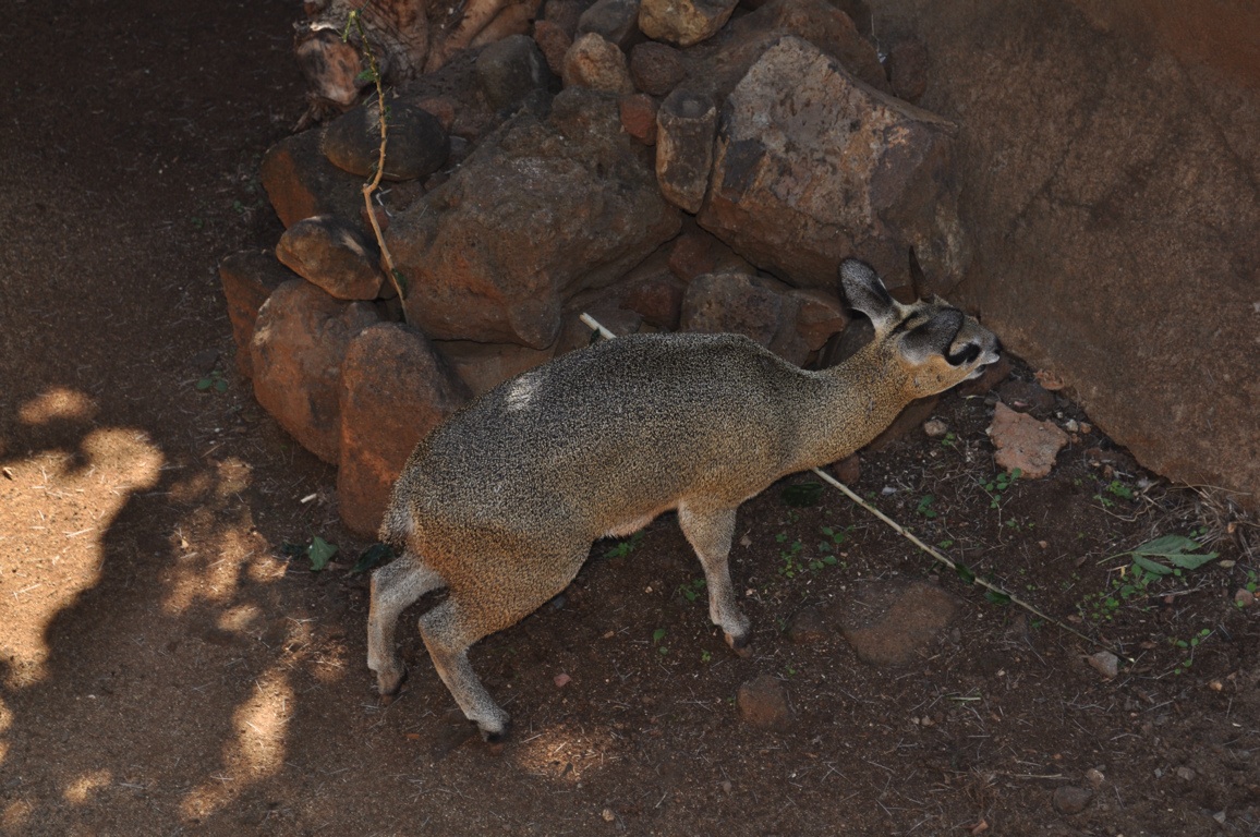 Klipspringer